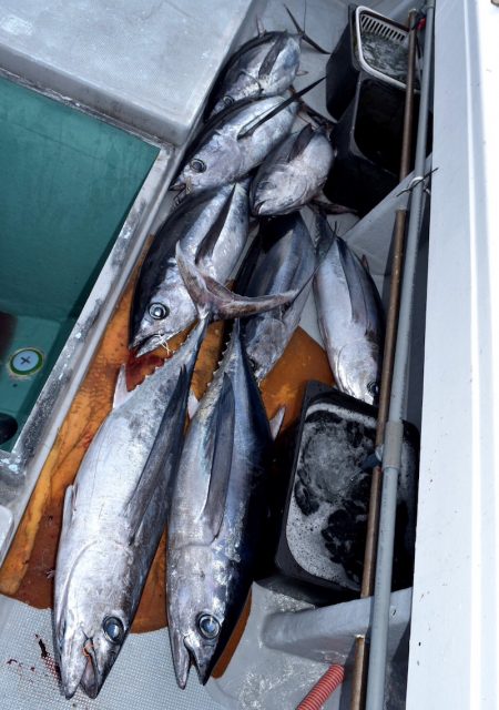 渡船屋たにぐち 釣果