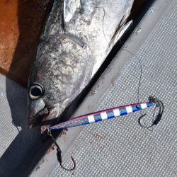 渡船屋たにぐち 釣果