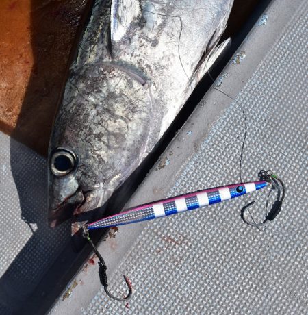 渡船屋たにぐち 釣果