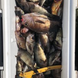 フィッシング　キッタカ 釣果