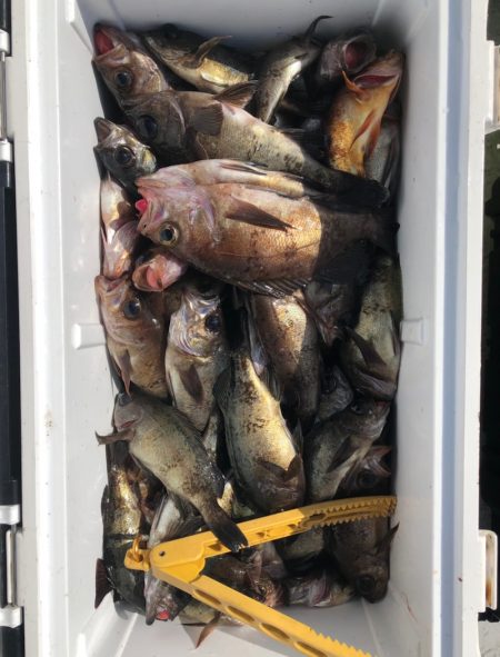 フィッシング　キッタカ 釣果