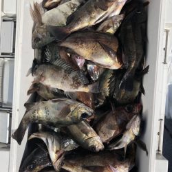 フィッシング　キッタカ 釣果