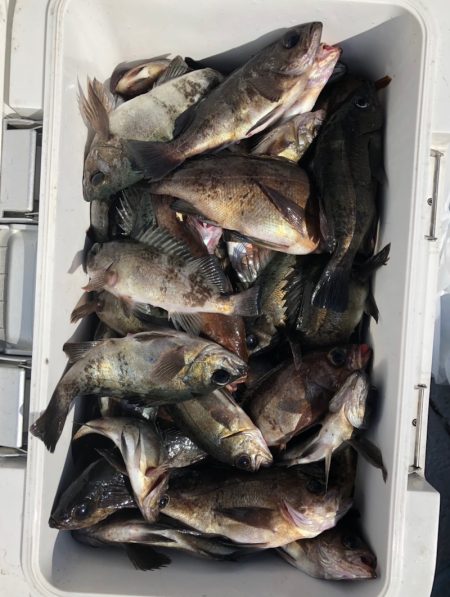 フィッシング　キッタカ 釣果