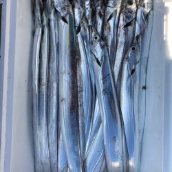 フィッシング　キッタカ 釣果