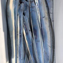 フィッシング　キッタカ 釣果