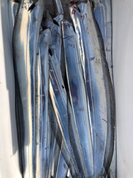 フィッシング　キッタカ 釣果