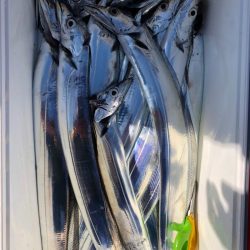 フィッシング　キッタカ 釣果