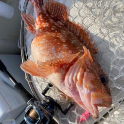 「LaGooN」蒼陽丸 日和号　 釣果