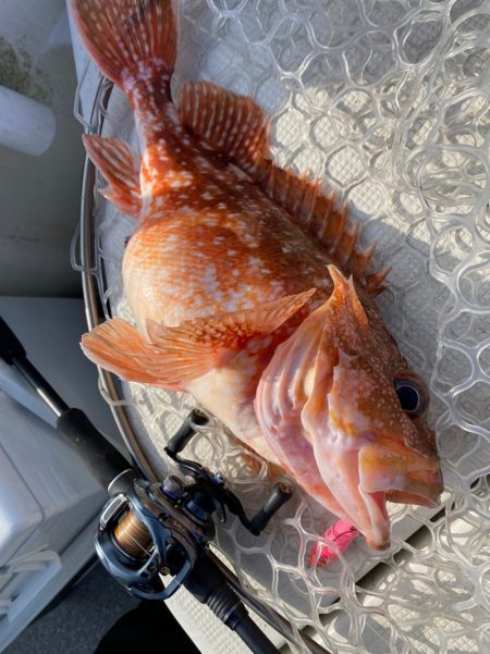 「LaGooN」蒼陽丸 日和号　 釣果