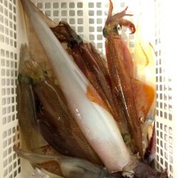 第二八坂丸 釣果