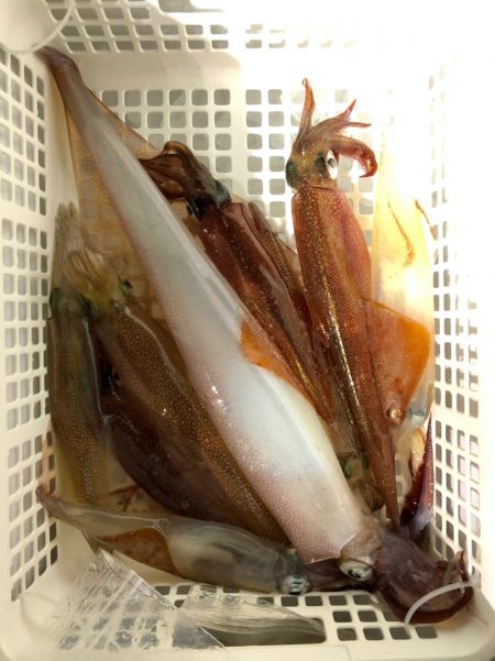 第二八坂丸 釣果