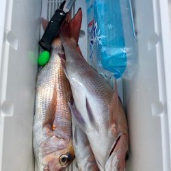 第二八坂丸 釣果