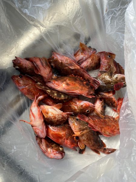 岡田釣船　八英丸 釣果