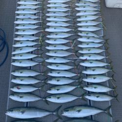 SeaRide(シーライド) 釣果