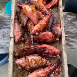 岡田釣船　八英丸 釣果