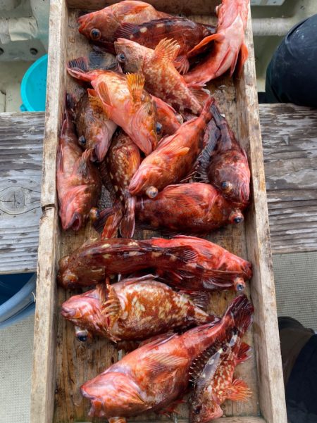 岡田釣船　八英丸 釣果