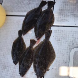 遊漁船メテオ 釣果