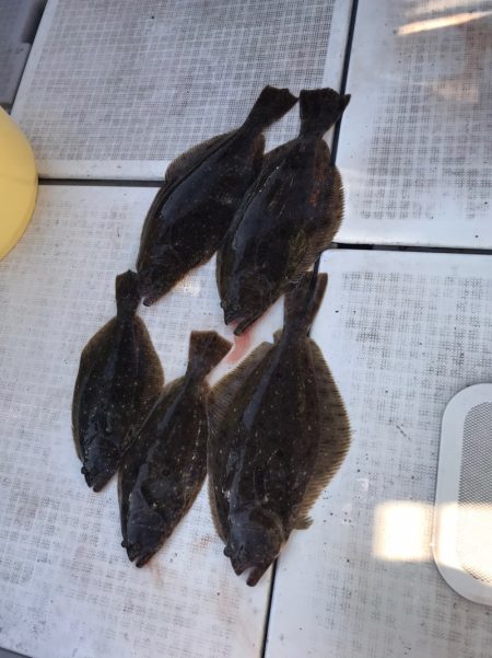 遊漁船メテオ 釣果