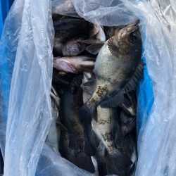 フィッシング　キッタカ 釣果