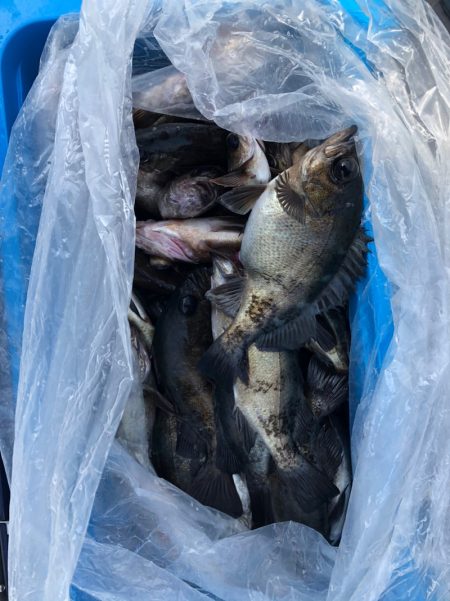 フィッシング　キッタカ 釣果