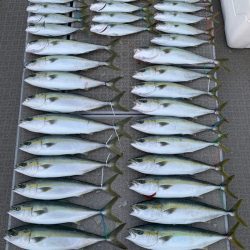 SeaRide(シーライド) 釣果