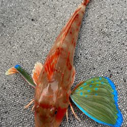 「LaGooN」蒼陽丸 日和号　 釣果