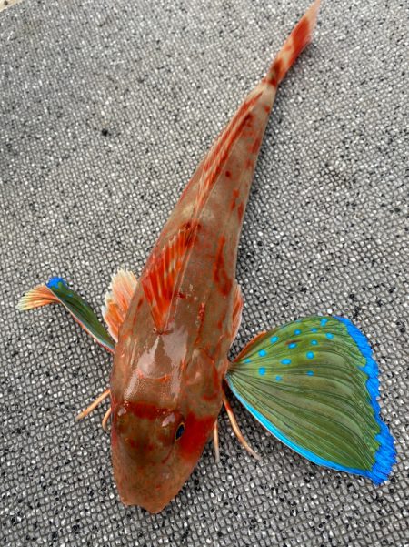 「LaGooN」蒼陽丸 日和号　 釣果