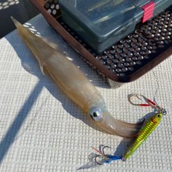 「LaGooN」蒼陽丸 日和号 釣果