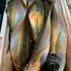 愛海丸 釣果