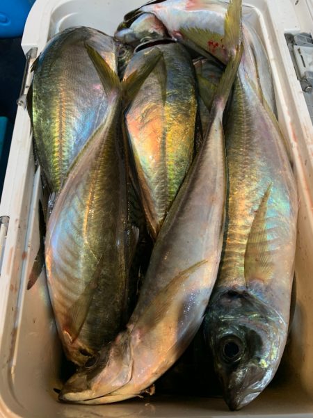 愛海丸 釣果