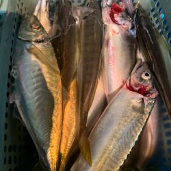愛海丸 釣果