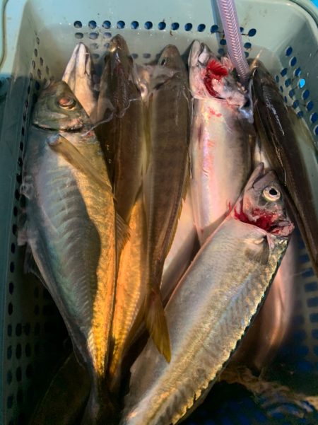 愛海丸 釣果