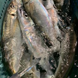 愛海丸 釣果