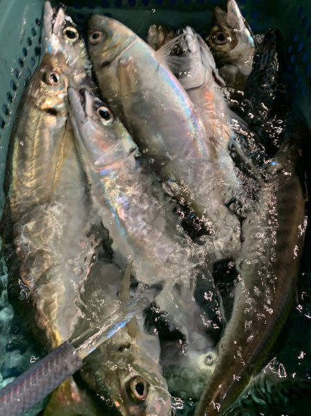 愛海丸 釣果