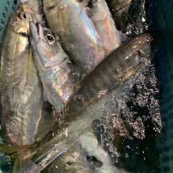 愛海丸 釣果