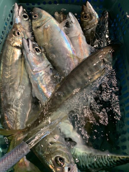 愛海丸 釣果
