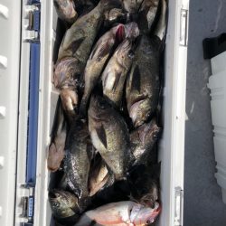 フィッシング　キッタカ 釣果