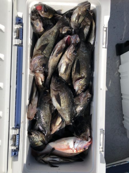 フィッシング　キッタカ 釣果