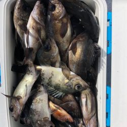 フィッシング　キッタカ 釣果