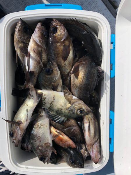 フィッシング　キッタカ 釣果