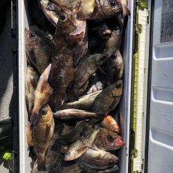 フィッシング　キッタカ 釣果