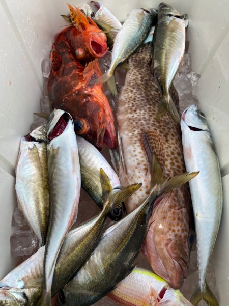 龍神丸（鹿児島） 釣果