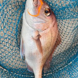 龍神丸(鹿児島) 釣果