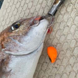 龍神丸(鹿児島) 釣果