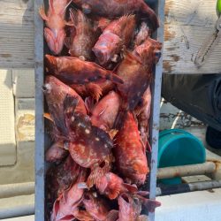 岡田釣船　八英丸 釣果