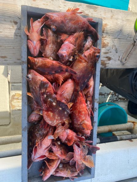 岡田釣船　八英丸 釣果