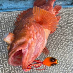 龍神丸（鹿児島） 釣果