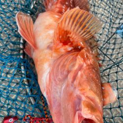 龍神丸（鹿児島） 釣果