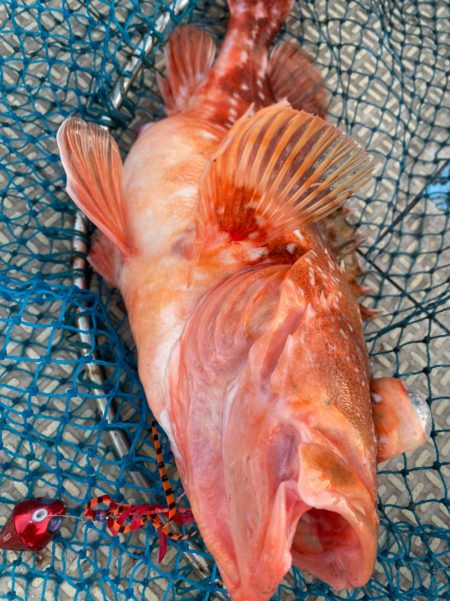 龍神丸（鹿児島） 釣果