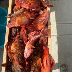 岡田釣船 八英丸 釣果